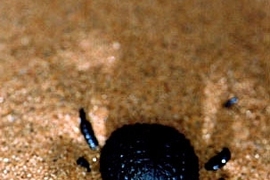 The Namib Desert beetle
