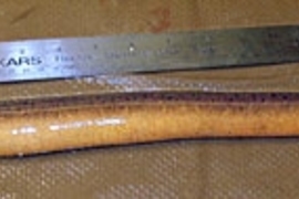 The Asian swamp eel (actually a fish) is pictured here beside a 12-inch ruler. Commonly consumed and native to Southeast Asia, the swamp eel has been found in several freshwater bodies in Hawaii, Florida and Georgia.