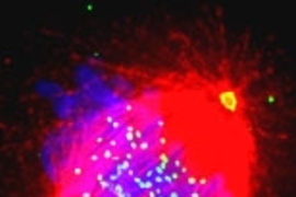 Chromosomes (blue) are shown being pulled apart by microtubules (red). The two yellow spots are the organizing centers required for assembling microtubules. MIT researchers recently pinpointed two proteins that are key to normal cell division.