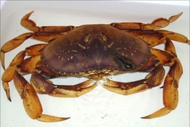 This Dungeness crab, a West Coast species, was caught by Captain Lou Williams of the Orin C two miles east of Thatcher Island, Massachusetts, on July 19. It's about 18 cm wide.