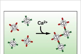 Sensing calcium as it flows into neurons following firing can potentially track information flow throughout the brain's circuitry. Now, an MIT team has developed a calcium contrast agent for non-invasive magnetic resonance imaging detection. At top, a schematic shows how nanoparticles coated with two proteins (red and green) form mixed aggregates in the presence of calcium. The bottom panel shows ...