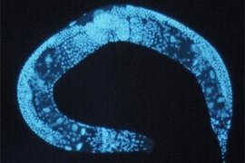 A team of scientists led by MIT professor David Bartel has discovered a new class of RNA molecules, termed 21U-RNAs, while studying the C. elegans worm, above.