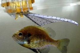 A bluegill sunfish swims in a laboratory tank near a prototype of a robotic fin designed with the fish's fin as a guide.