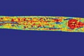 A 3D image of the nematode C. elegans, taken using a new imaging technique developed at MIT. The scale bar (lower left) is 50 micrometers.