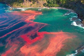 The dramatic appearance of a red tide algal bloom at Leigh, near Cape Rodney, New Zealand.