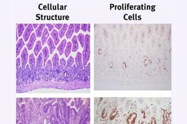 Top panels: Cells of the intestinal lining of mice lacking the embryonic pluripotency regulator Oct4 stop dividing and die after radioactive exposure. Middle panels: Intestinal stem cells then become activated and begin dividing rapidly. Bottom panels: The intestinal lining is completely regenerated, with stem cells relocating to the bottom.