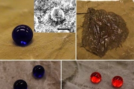 A droplet of water forms a bead on the surface of a lotus left, top left, while a drop of hexadecane soaks the surface, top right. After the lotus leaf is coated with a new oil-repelling material developed at MIT, water still beads up, bottom left, and so does hexadecane, bottom right.  Inset photo in the top left square shows an SEM micrograph of the lotus leaf surface.