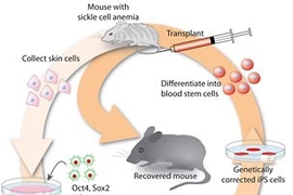 The cycle by which MIT/Whitehead scientists successfully treated mice with a human sickle-cell anemia disease trait, using a process that begins by directly reprogramming the mice's own cells to an embryonic-stem-cell-like state.