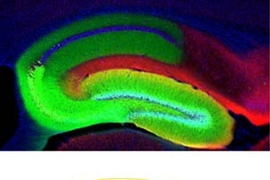 The green-stained section of this mouse hippocampus represents where the new DICE-K technique blocked the neural-signal transmission in one of the hippocampal circuits of the brain.