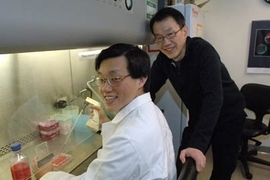From left, postdoctoral associate Albert Y. Hung and Menicon Professor of Neuroscience Morgan H. Sheng report gene research that may explain the phenomenon of autistic savants.