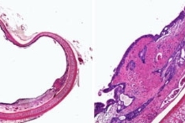 Cross-section and close-up of a rabbit trachea whose inner lining has been damaged.