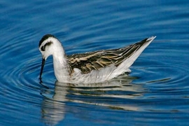 MIT researchers have figured out how the phalarope, a shorebird with a long, narrow beak, transports its food from the tip of its beak to its mouth. Here the bird feeds by pecking at the water surface.