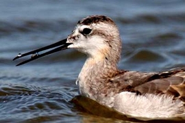 MIT researchers found that phalaropes depend on a surface interaction known as contact angle hysteresis to propel drops of water containing prey upward to their throats.