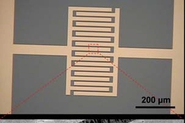 Top: An optical image of the interdigitated gold electrodes upon which the carbon nanotubes are deposited.
Bottom: A scanning electron microscopy image of the gold electrodes (thick gray bars). The carbon nanotubes are the small string-like wires extending into the black regions between the electrodes.