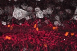Ependymal cells in the adult spinal cord self-renew in vivo. Stack of 14 images depicting vimentin expressing ependymal cells (purple) of the central canal that have incorporated BrdU (have divided, orange). Spinal cord neurons are labelled with NeuN (white).