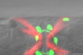 View of C. elegans worm in which neurons (green) and muscles (red) that control egg laying have been genetically labeled.