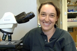 Professor of Biology Angelika Amon reports new insights into how cells divide, a process important to cancer research.