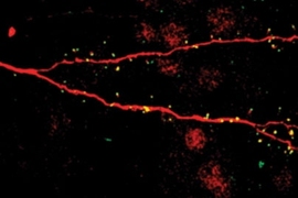 The dendrite ofÂ a new neuron in the brain (labeled in red). The small yellow spots are synapses that the new neuron is receiving.