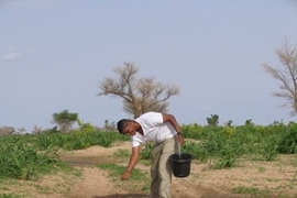 MIT civil and environmental engineering student Mustafa Dafalla '09 gathers water samples at a pond in Niger to check for malaria larvae.