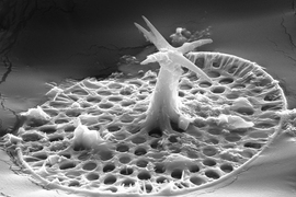 An image of the microfossil Characodictyon taken with a scanning electron microscope. This fossil was extracted using very weak acid from a carbonate rock. It's about 20 microns long - one-fifth the width of a human hair.