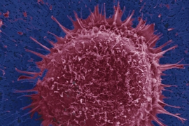 Red target cells adhere specifically to the surface, reflected by the tether-like attachments.
