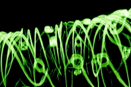 A 3-D reconstructed confocal fluorescence micrograph of a tissue scaffold.