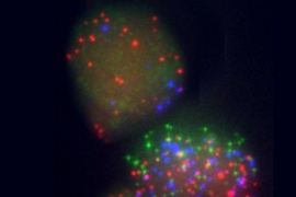 In this image of mouse embryonic fibroblasts undergoing reprogramming, each colored dot represents messenger RNA associated with a specific gene. Red dots represent mRNA for the gene Sall4, green is Sox2 and blue is Fbxo15.