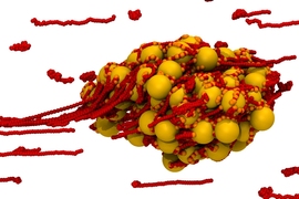 The first stage of blood clotting is the formation of a plug, seen here, which is made up of platelets (seen in gold) and structures called von Willebrand Factor (vWF), seen in red. The vWF structures are normally present in blood in coiled up form, but in the presence of the flow from a bleeding wound they unfurl to form long, sticky strands, which bind the platelets together.