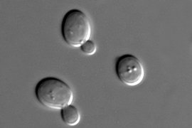 MIT physicists studied early signs of population collapse in the yeast Saccharomyces cerevisiae.