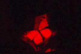 A hologram of a butterfly, displayed on a conventional, monochromatic holographic-video monitor.