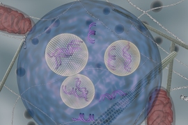 Lipid nanoparticles (carrying siRNA) are shown as they are  transported inside cells using endocytic vesicles.