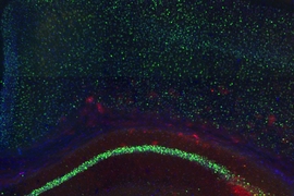 MIT neuroscientists identified the cells (highlighted in red) where memory traces are stored in the mouse hippocampus.
