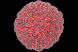 A mutant strain of P. aeruginosa forms a hyper-wrinkled bacterial colony with prominent spokes. 