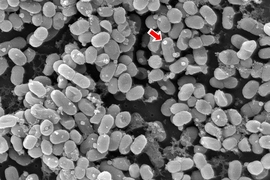 Scientists in Sallie (Penny) Chisholm's lab at MIT documented the first extracellular vesicles produced by ocean microbes. The arrow in the photo above points to one of these spherical vesicles in this scanning electron micrograph showing Prochlorococcus cyanobacteria.
