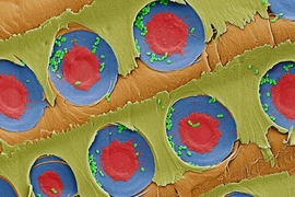 A false-color electron microscope image showing E. coli bacteria (green) trapped over xylem pit membranes (red and blue) in the sapwood after filtration.
