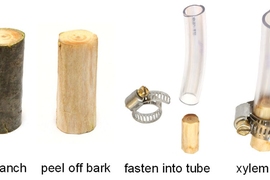 Researchers design a simple filter by peeling the bark off a small section of white pine, then inserting and securing it within plastic tubing.