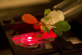 Researchers use a near-infrared microscope to read the output of carbon nanotube sensors embedded in an Arabidopsis thaliana plant.