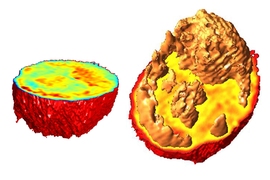 MIT scientists created these 3-D images of living cells based on measurements of their index of refraction. Different colors represent different indices of refraction, which correlate with the cells' density.