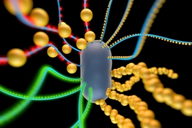 An artist's rendering of a bacterial cell engineered to produce amyloid nanofibers that incorporate particles such as quantum dots (red and green spheres) or gold nanoparticles.