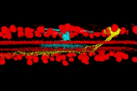 The yellow and blue cells are two retinal ganglion cells of different types obtained from different mice. The researchers determined their relative positions using the two surfaces (in red) created by the arbors of retinal cells called starburst amacrine cells. The vertical distance between the arbors of these three different neuron types is precisely maintained across different animals and differ...