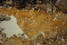 Microphotographs of slightly burned fossilized feces of human origin.