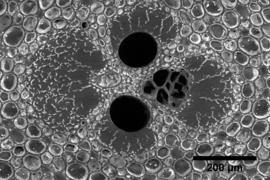 This images shows a vascular bundle. You can see it is made up of the vessels (large dark holes, empty looking) and supporting fibers (somewhat dark very solid looking regions). The parenchyma (light circular cells) surround the vascular bundle (vascular bundle refers to the overall clover shaped structure).