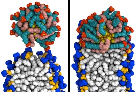 MIT engineers created simulations of how a gold nanoparticle coated with special molecules can penetrate a membrane. At left, the particle (top) makes contact with the membrane. At right, it has fused to the membrane.