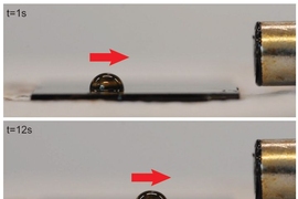 When exposed to a magnetic field (magnet is seen at far right), the droplet is pulled toward the magnet by its thin cloak of ferrofluid, even though the droplet itself is not magnetic.