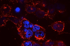 The lung-targeting nanoparticle 7C1 delivers therapeutic RNAs to cancer cells: siRNA, labeled in red, inundates mutant lung-cancer cells, the nuclei of which are shown in blue, after 7C1-mediated transfection.