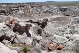At the Blue Mesa locality of the Petrified Forest National Park, a few logs of petrified wood (rust colors) crop out from within sandstones (white).