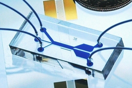 This microfluidic device uses sound waves to sorts cells as they flow through the channel, from left to right. 