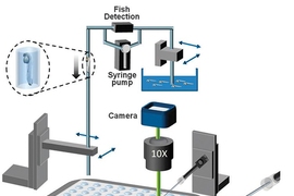 This schematic drawing shows a new system that can rapidly and automatically inject zebrafish with drugs and then image them to see the drug effects.