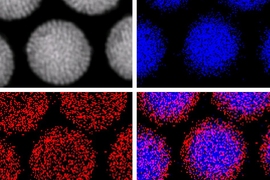 Elemental mapping of the location of iron atoms (blue) in the magnetic nanoparticles and cadmium (red) in the fluorescent quantum dots provide a clear visualization of the way the two kinds of particles naturally separate themselves into a core-and-shell structure.