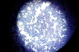 Oval Saccharomyces cerevisiae yeast cells magnified by 400 times. 